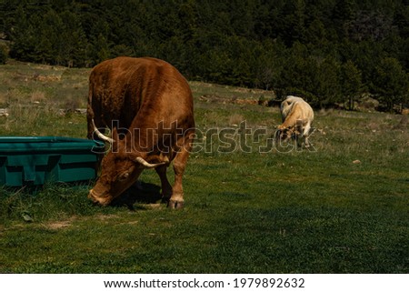 two cows grazing on a green meadow. They are in liberty as a way of ecological livestock.