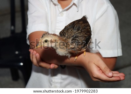 A small duck chick on a child's hand