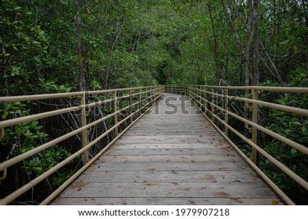 Tropical forrest and mangrove wooden bridge - Manuel Antonio National Park