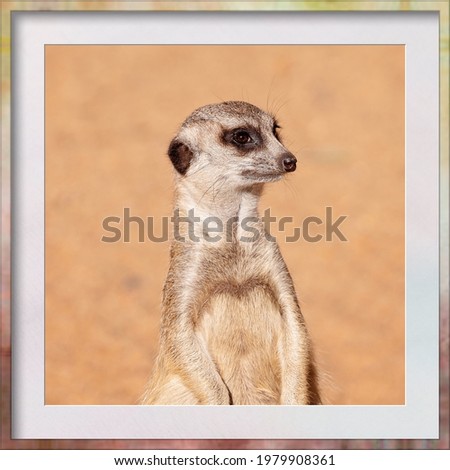 A meerkat standing against a brown dirt background, digital photo frame