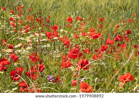 Flower field with poppies in spring