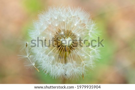 A dandelion picture took at a garden