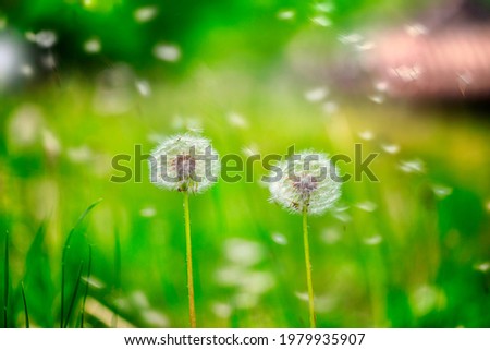 A dandelion picture  took at a garden