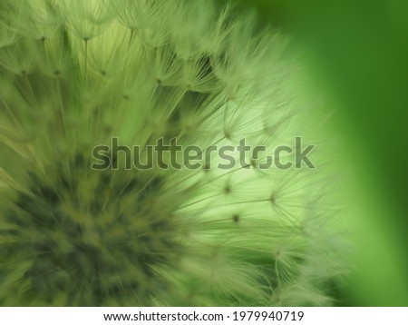 dandelion seeds close up on green background