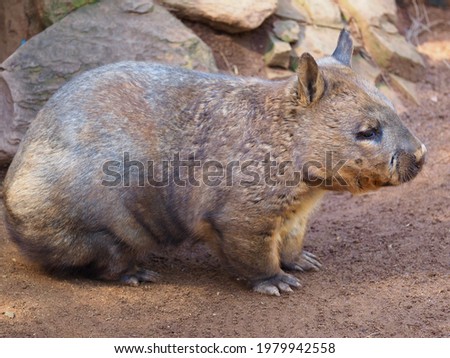 Attractive Winning Chunky Southern Hairy-Nosed Wombat Enjoying the Sunshine.        