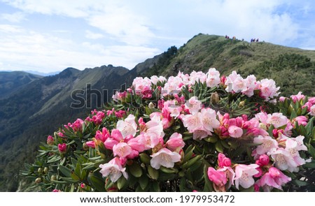 Beautiful rhododendrons blooming on Mountain