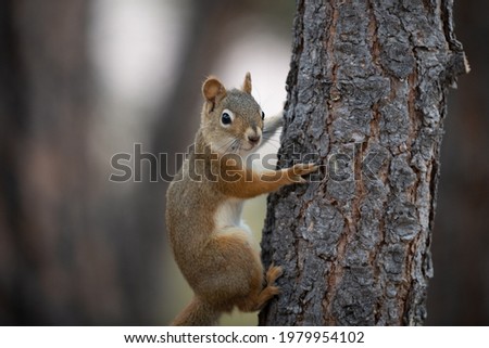 Red Pine Squirrel Posing While Climbing a Cedar Tree