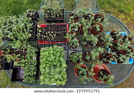 A Variety of annual flowers started from seed placed on an oval table outside to harden off. Overhead view of plants in various containers hardening off on an outdoor patio furniture table.    Royalty-Free Stock Photo #1979955791