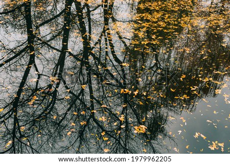 Autumn leaves in the water. Autumn lake in the park. Fallen leav