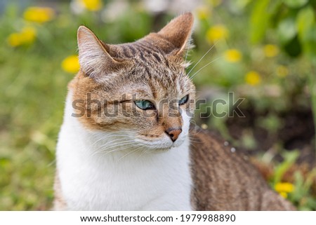The beautiful adult fat tabby cat with blue eyes and a white spot on their chest sits in the garden in summer