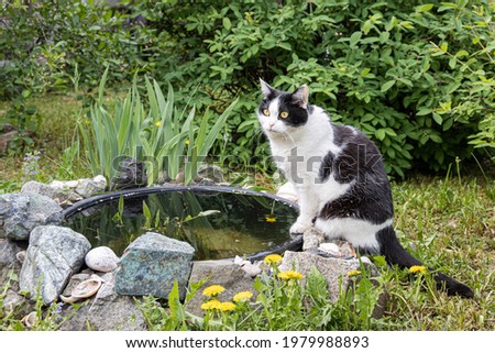 The beautiful adult young black and white cat with big yellow eyes is by a plastic pond in the garden in summer