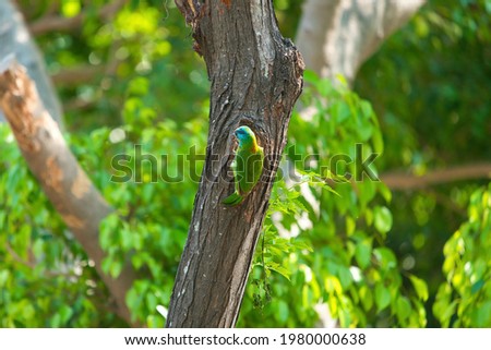 Taiwan Barbet(Psilopogon nuchalis) stands in its tree cave nest.Highly distinctive Taiwan endemic, bright green with a rainbow-hued face in red, blue, and yellow.