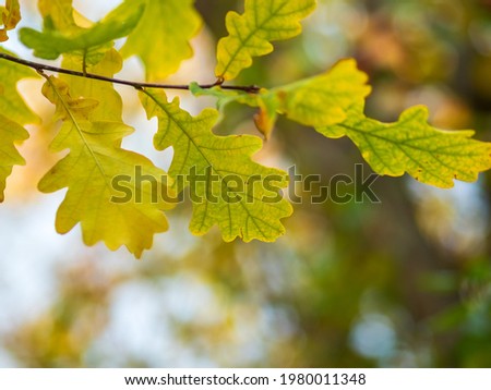 Oak branches with yellow leaves in autumn park. Bright yellow and orange autumn leaves of oak tree.