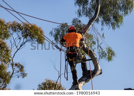 Tree lopper removing branches from Eucalypt tree Royalty-Free Stock Photo #1980016943