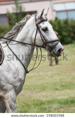 dressage white horse
