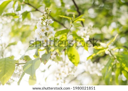 Close-up of cherry flowers. Tender spring concept. Image for cards, banners, posters for the holidays, Mother's Day, International Women's Day, Spring Day