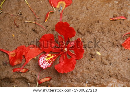 Gulmohar flower in mud background. A gulmohar tree is an ornamental tree that is scientifically called Delonix regia. The Gulmohar tree, also known as Flamboyant tree, is a bright red flower