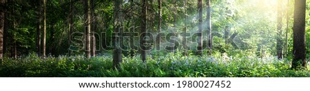 Beautiful panorama of the forest with bright rays of the sun through the trees. Glade in the evening forest in the rays of the setting sun. Wide forest background. Royalty-Free Stock Photo #1980027452