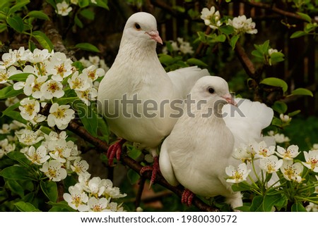 Two white doves . Valentine and Sweetest day concept. Couple of pigeons bird on the tree with background of blossom gardens.Love end familly concept.Couple of lover bird. together concep Royalty-Free Stock Photo #1980030572