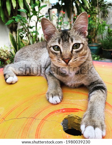 Tabby cat on the table in the garden, cute house cat relaxing in the garden