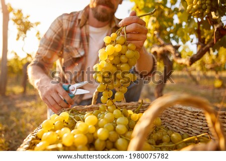 Unrecognizable man collecting ripe grapes into wicker basket during harvest on vineyard on autumn day in countryside Royalty-Free Stock Photo #1980075782