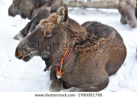 Elk on the Sumarokovskaya moose farm in Kostroma