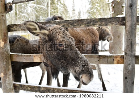 Elk on the Sumarokovskaya moose farm in Kostroma. Portrait. Muzzle in the snow