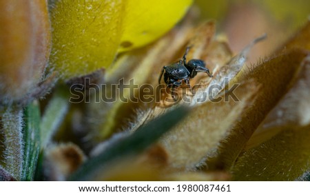 Salticidae spider, or jumping spider, is on a green leaf next to a common yellow flower. Close-up macro photo shows detail of its body, legs and eyes. Hairy, black body. Lit by the Summer sunlight.