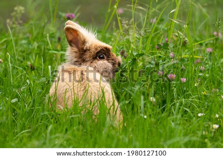 A brown cute dwarf rabbit in a green meadow, red and white clover, cloudy day in springtime