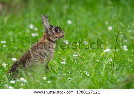 A brown cute dwarf rabbit in a green meadow, red and white clover, cloudy day in springtime