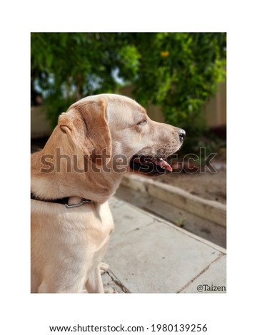 Labrador dog blur background picture