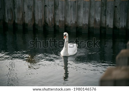 White swimming bird on the calm Baltic Sea. Calm and romantic concept of the vacation.