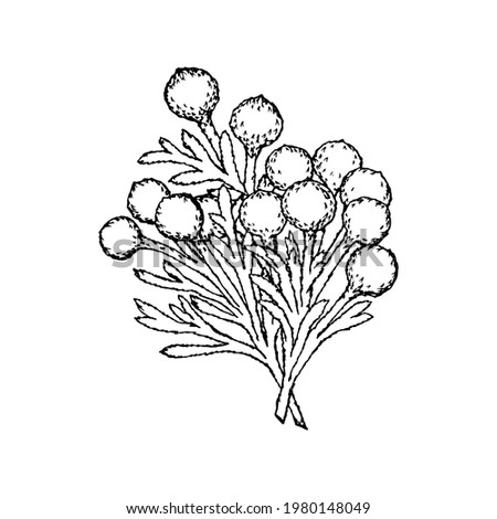 Brunia albiflora plant branch, black outline drawing with white fill. Vector illustration template for festive poster, postcard, banner, garland, invitation.