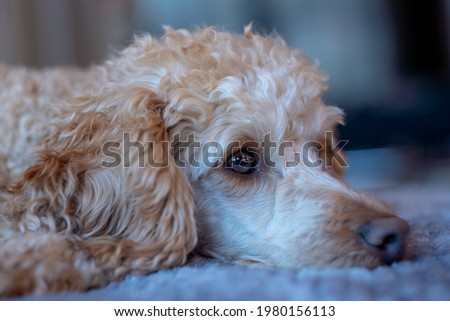 Picture of a cute dog over the sofa