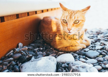 Ginger cat on a pebble beach - holiday season