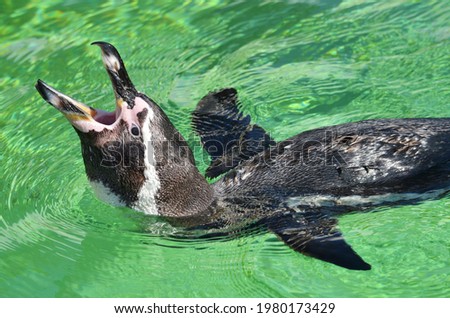 Humboldt penguin swims in the water