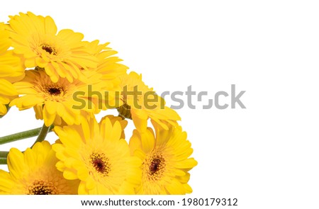 yellow gerbera flowers isolated on white background