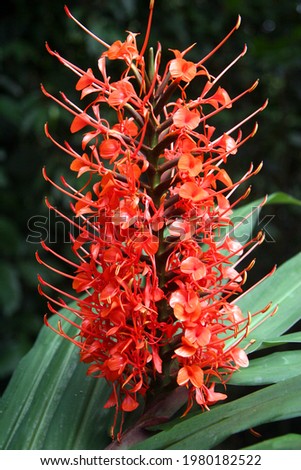 Tropical flower red torch ginger 