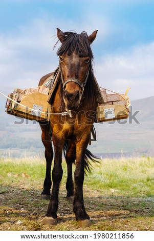 A pack horse with a load of bricks on a mountain trail. The picture was taken on the top of the Chasovnaya mountain, near the village of Andreevka, Orenburg region, Russia