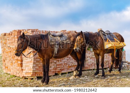 Pack horses delivering bricks to the site of the restoration of the destroyed chapel. The picture was taken on the top of the Chasovnaya mountain, near village of Andreevka, Orenburg region, Russia