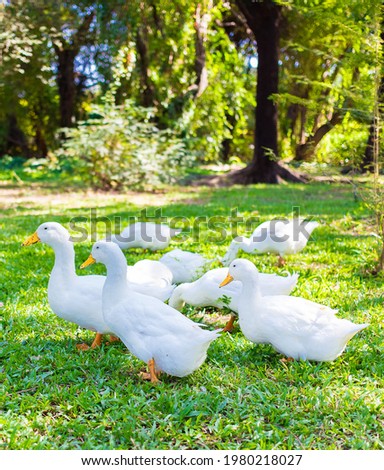 Yi-Liang ducks have white color and yellow platypus are walking in the green garden.