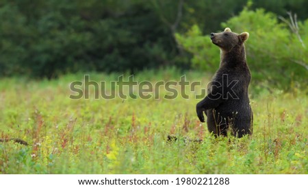 Nature of Russia, animals, Altai Territory, Kamchatka