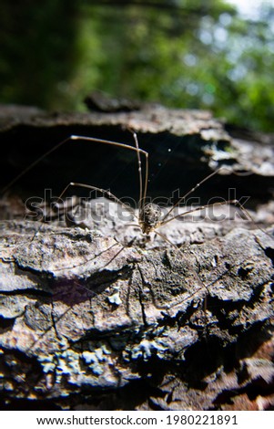 A spider with long legs is crawling along the bark of a tree. Clear sunny day. Small shadows from the legs are visible. There is copy space.