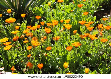 Calendula flowers on a natural orange-green garden background