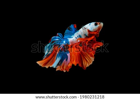 Colorful betta fish, siamese fighting fish betta isolated on black background.