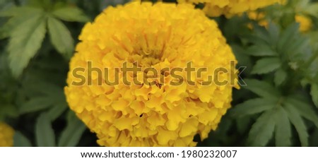 An closely captured image of yellow marigold flower 