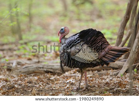 Eastern male Wild Turkey tom (Meleagris gallopavo) strutting with tail feathers in fan through the forest in Canada
