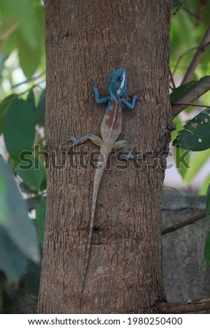 Blue head chameleon perched on a tree It was looking for a small insect that would passively eat.
