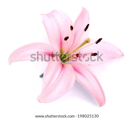 pink lily flower on white background Royalty-Free Stock Photo #198025130