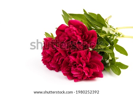 Beautiful red peony flower isolated on white background. Low key blooming peony picture for decoration. 
